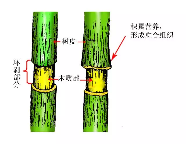 盆景愛好者必學繁殖技術——高壓繁殖(1)