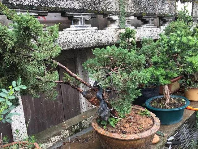 盆景愛好者必學繁殖技術——高壓繁殖(1)
