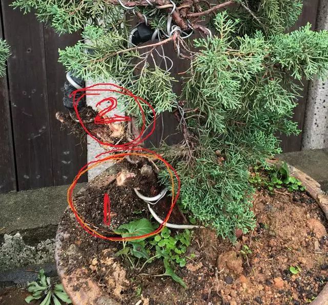 盆景愛好者必學繁殖技術——高壓繁殖(1)