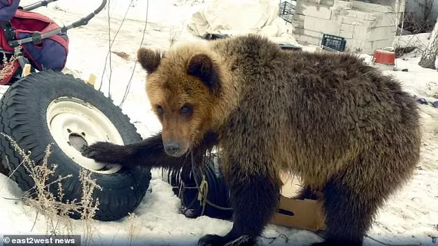 獵人養棕熊4年反被吃掉 發現時只剩骨頭慘死