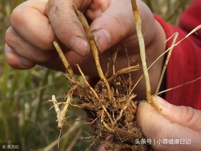 肝好不好,看這些地方有沒有「變黑」!枸杞換一種吃法最養肝