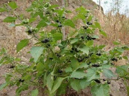 這種「黑果」路邊有很多,其實是「解毒之王」,家中養一盆,讓你少生病少吃藥