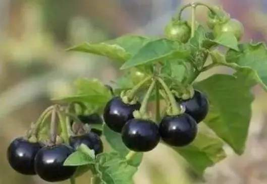 這種「黑果」路邊有很多,其實是「解毒之王」,家中養一盆,讓你少生病少吃藥