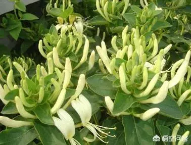 金銀花解毒消火,抗炎降血脂血壓,金銀花也能夠盆栽,學習一下種植方法,種上一盆很容易