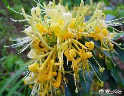 金銀花解毒消火,抗炎降血脂血壓,金銀花也能夠盆栽,學習一下種植方法,種上一盆很容易