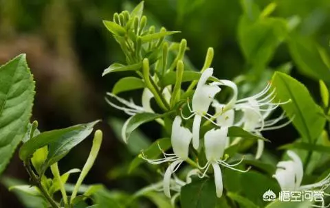 金銀花解毒消火,抗炎降血脂血壓,金銀花也能夠盆栽,學習一下種植方法,種上一盆很容易