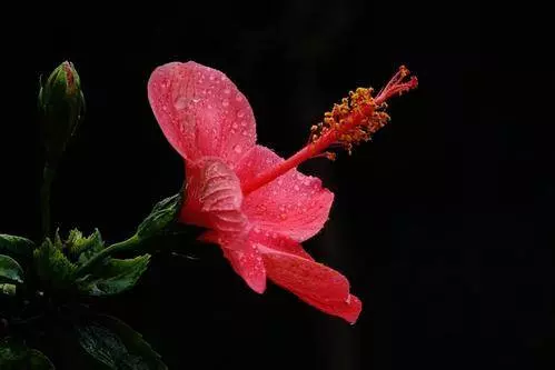12月30號,31號兩天裡,運勢錦上添花,福祿雙全的6大生肖!