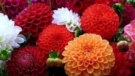 12月30號,31號兩天裡,運勢錦上添花,福祿雙全的6大生肖!