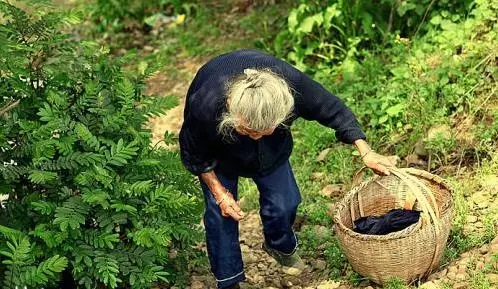 大媽上山砍竹子曬衣服,發現竹子「十分奇特」,帶回家兒子跳起來大喊:我們家要發財了