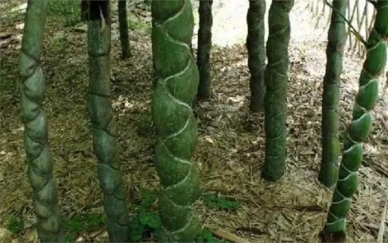 大媽上山砍竹子曬衣服,發現竹子「十分奇特」,帶回家兒子跳起來大喊:我們家要發財了