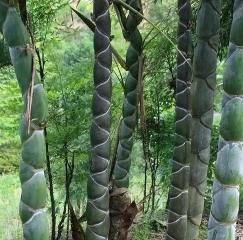 大媽上山砍竹子曬衣服,發現竹子「十分奇特」,帶回家兒子跳起來大喊:我們家要發財了