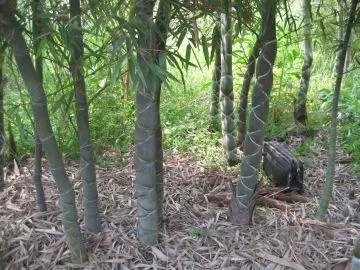 大媽上山砍竹子曬衣服,發現竹子「十分奇特」,帶回家兒子跳起來大喊:我們家要發財了