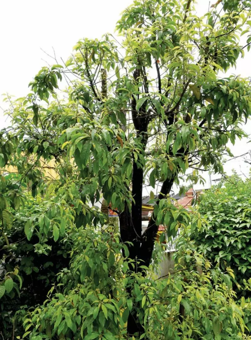 「千金蓮」解毒靈、治百病!療效:消炎排毒、止痛、止癢!