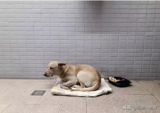 不知自己被丟棄,忠犬坐守原地等半年,看到人還會來討摸摸