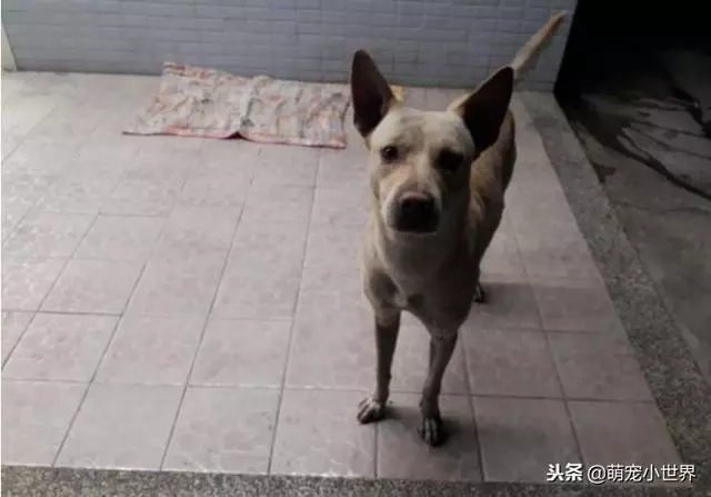 不知自己被丟棄,忠犬坐守原地等半年,看到人還會來討摸摸
