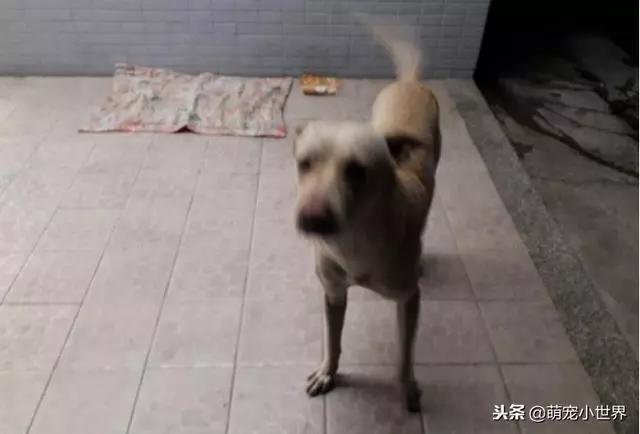 不知自己被丟棄,忠犬坐守原地等半年,看到人還會來討摸摸