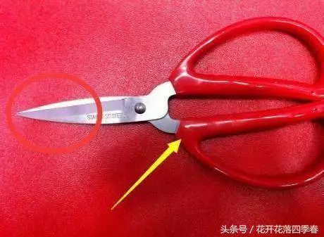 枕頭下放2塊生薑,原來有這麼多好處,看完你就知道了