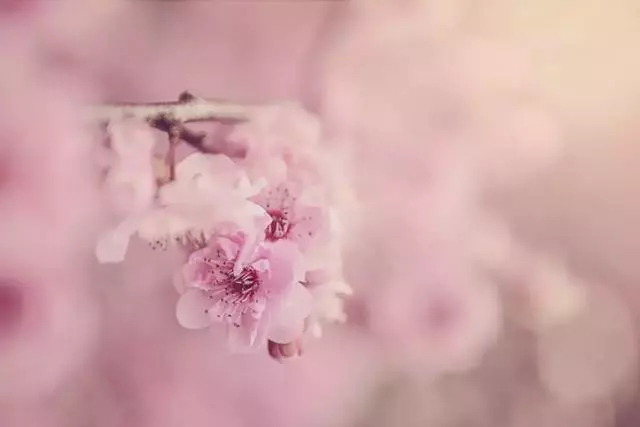 你屬什麼生肖,2019年就走什麼運!實在是旺到家了