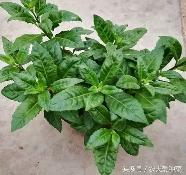 高血壓剋星,種進花盆,蹭蹭長瘋了,蔬菜俗稱不老長壽草