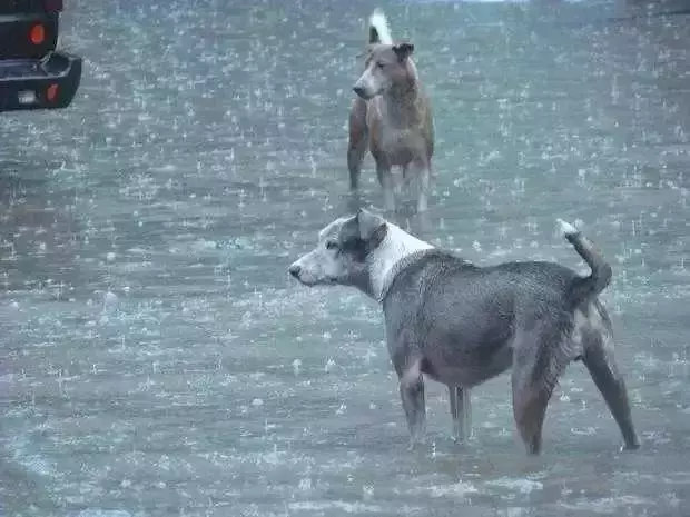流浪狗母親跟隨路人,乞求發善心救助幼犬,眾人合力為它建新家!