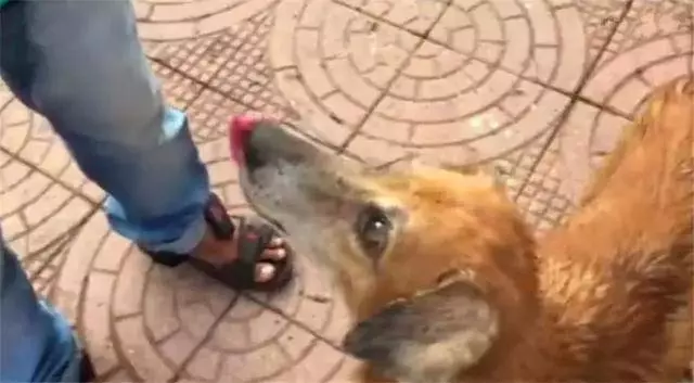 流浪狗母親跟隨路人,乞求發善心救助幼犬,眾人合力為它建新家!