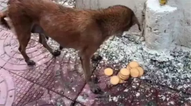 流浪狗母親跟隨路人,乞求發善心救助幼犬,眾人合力為它建新家!