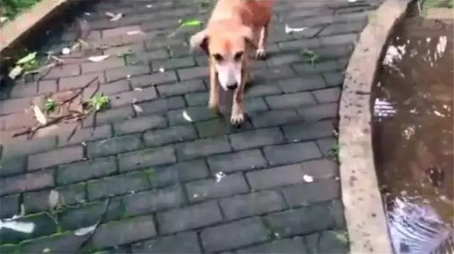 流浪狗母親跟隨路人,乞求發善心救助幼犬,眾人合力為它建新家!