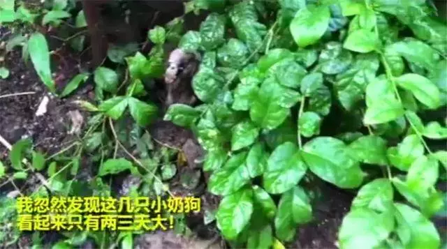 流浪狗母親跟隨路人,乞求發善心救助幼犬,眾人合力為它建新家!