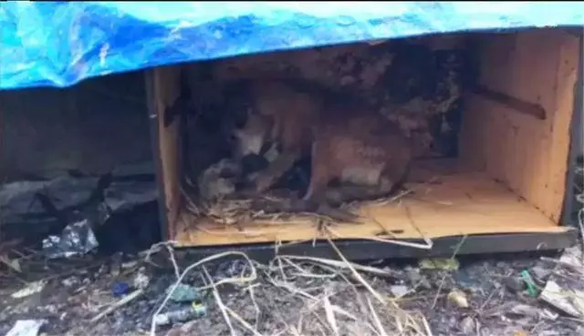 流浪狗母親跟隨路人,乞求發善心救助幼犬,眾人合力為它建新家!