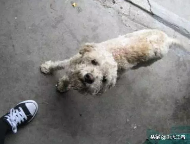 流浪狗露宿街頭,又凍又餓的!看著3隻泰迪幸福玩耍,狗狗很羨慕