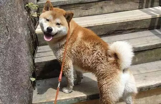 土狗被柴犬欺負,忍耐多次後悍然反擊,按頭教育小柴犬講禮貌!
