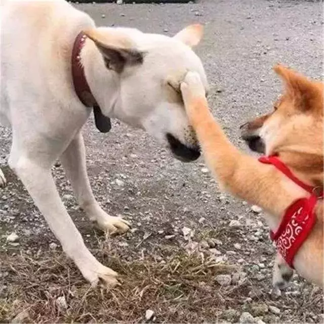 土狗被柴犬欺負,忍耐多次後悍然反擊,按頭教育小柴犬講禮貌!