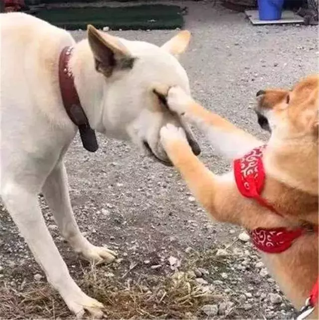 土狗被柴犬欺負,忍耐多次後悍然反擊,按頭教育小柴犬講禮貌!