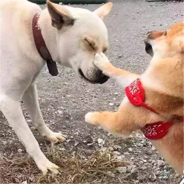土狗被柴犬欺負,忍耐多次後悍然反擊,按頭教育小柴犬講禮貌!