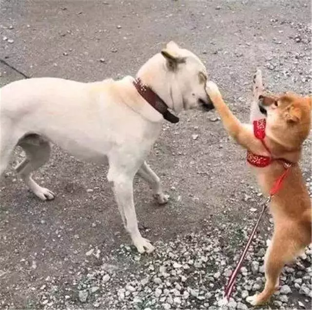 土狗被柴犬欺負,忍耐多次後悍然反擊,按頭教育小柴犬講禮貌!