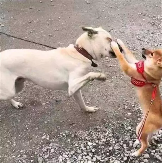 土狗被柴犬欺負,忍耐多次後悍然反擊,按頭教育小柴犬講禮貌!