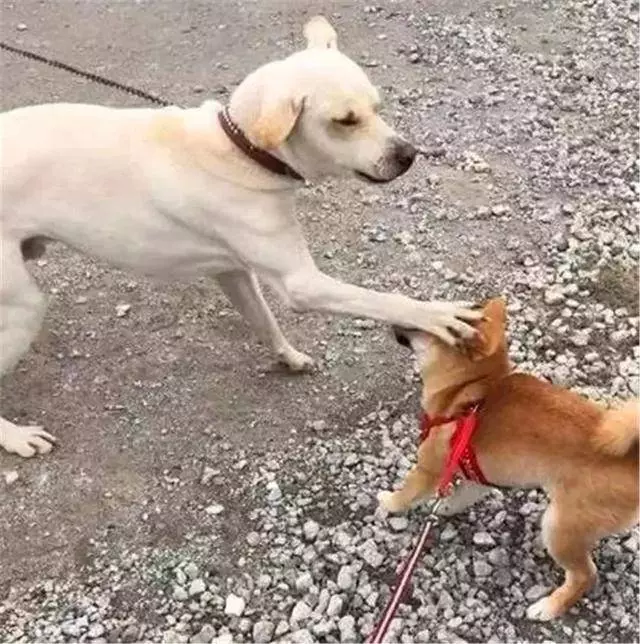 土狗被柴犬欺負,忍耐多次後悍然反擊,按頭教育小柴犬講禮貌!