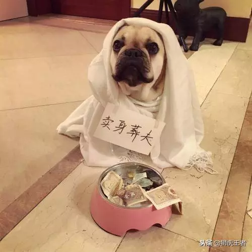 狗狗的相好死了,只得賣身葬夫!這是個悲傷的故事,怎麼都沒想到