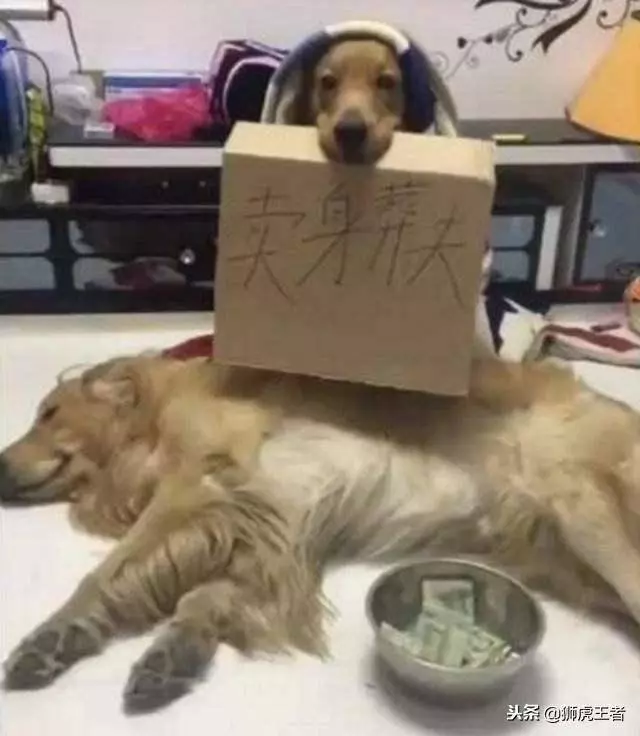 狗狗的相好死了,只得賣身葬夫!這是個悲傷的故事,怎麼都沒想到