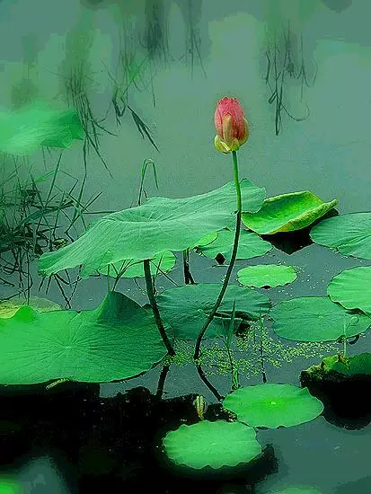 「水太清則無魚,人太急則無智」,要懂得,糊塗也是一種智慧