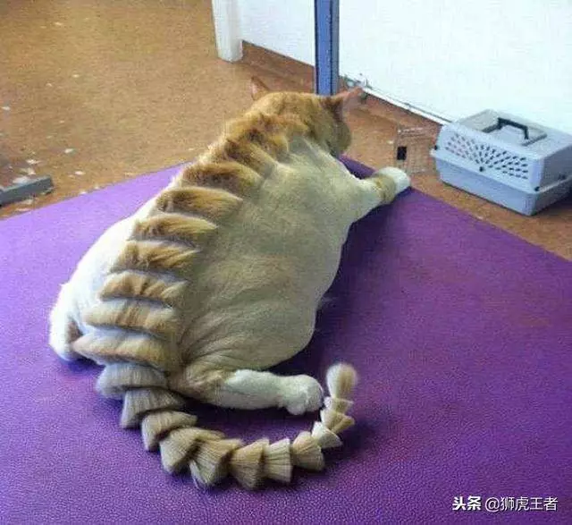 寵物被剃毛後,一個比一個慘!這些主人太有才了,你能忍住不笑嗎