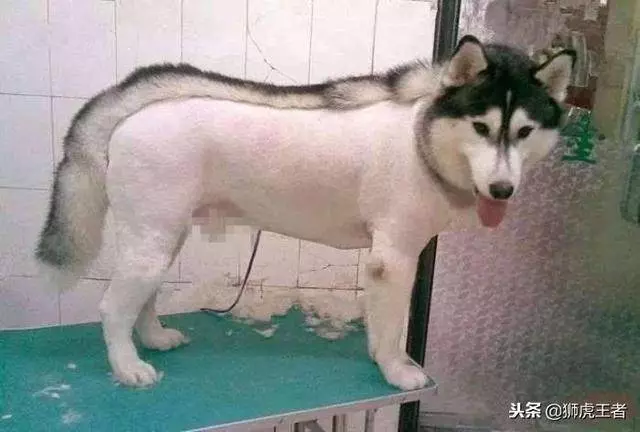 寵物被剃毛後,一個比一個慘!這些主人太有才了,你能忍住不笑嗎