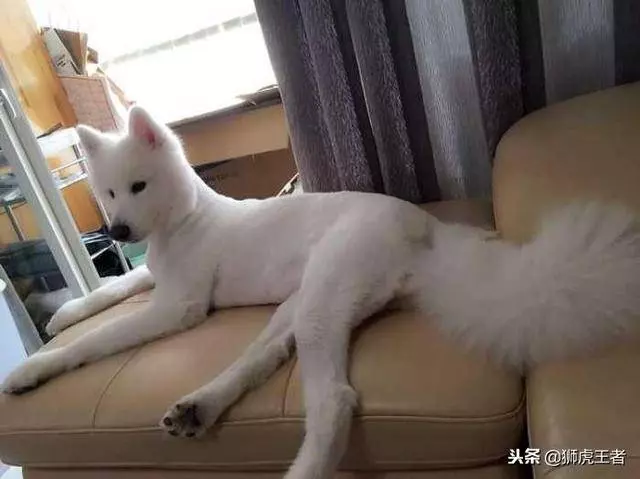寵物被剃毛後,一個比一個慘!這些主人太有才了,你能忍住不笑嗎