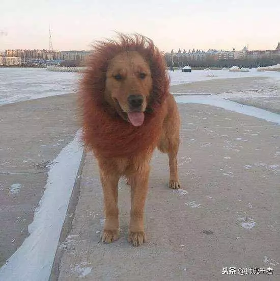 寵物被剃毛後,一個比一個慘!這些主人太有才了,你能忍住不笑嗎