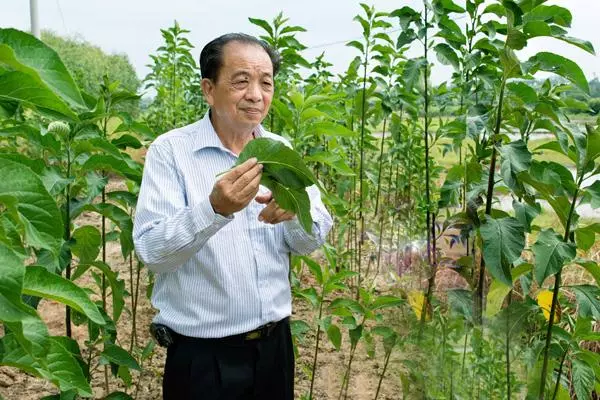 一天口含一片「這個葉子」,護肝護腎、還能降糖降血壓!!