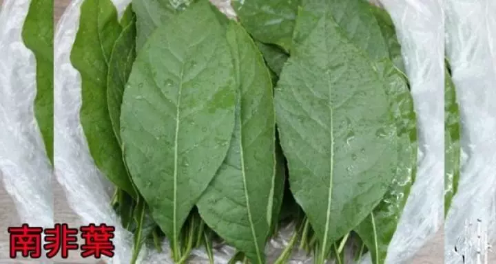一天口含一片「這個葉子」,護肝護腎、還能降糖降血壓!!