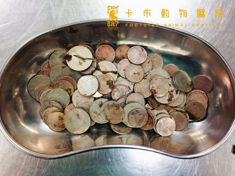 狗狗貪吃誤食無法消化 開刀竟取出「完整玉米梗」 - Yahoo奇摩新聞