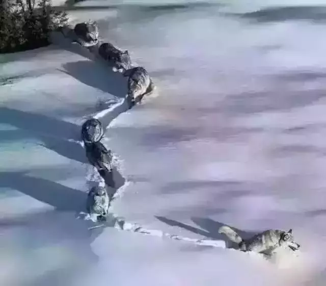 頭狼不容易,請尊重你的老大!