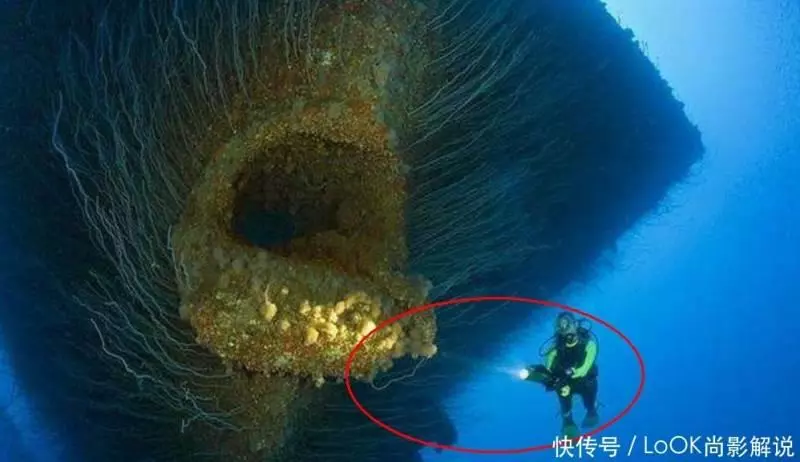 中國蛟龍號在馬里亞納又有新發現,當照片公布後,專家都感到驚奇!