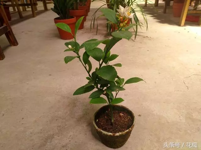 檸檬根本不用買!一個檸檬就能種出「黃金檸檬樹」,天天都能吃到超新鮮檸檬!